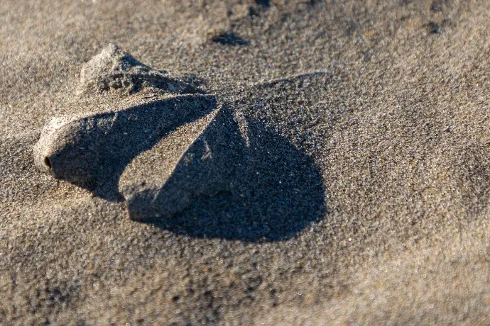 Feuille dans le sable